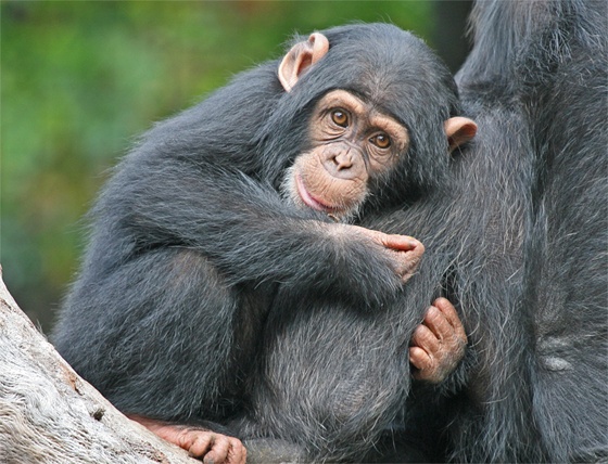 Los primates también tienen el gen de la calvicie